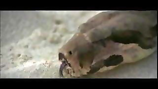 Brunette white woman with black lover - Softcore Interracial